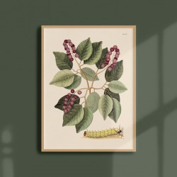 Affiche Tropicale 30 x 40 cm - Chenille