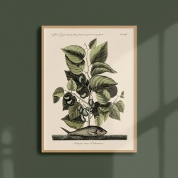 Affiche Tropicale 30 x 40 cm - Pilchard